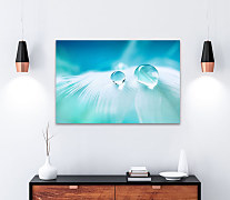 Obraz Vtáčie pierko s kvapkou vody 1474